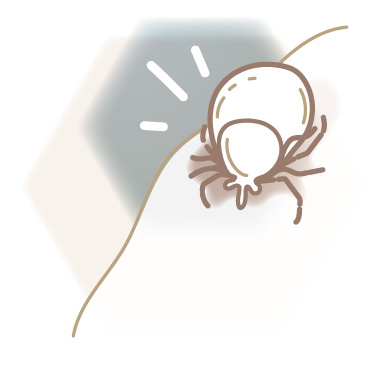 Icon Zecke entdecken